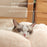 Cat Nest, Flower Nest, Cat Neck Guard, Plush Nest, Cat Mat, Cat Nest, Universal Round Dog Nest For All Seasons, For Pets